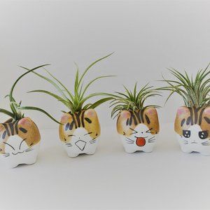 Ceramic Cat Planters with Air Plants, set of 4